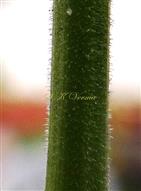  Peduncle
